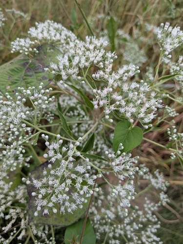 late boneset