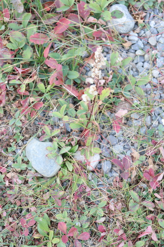 Solidago spathulata, photograph 1