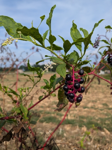 American pokeweed