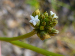 Thesium macrostachyum