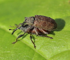 Bradybatus kellneri