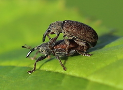 Bradybatus kellneri
