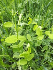 Vicia pisiformis