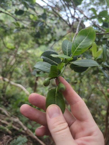 Psychotria hathewayi observed 2026-09-05