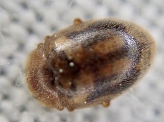 Rhyzobius chrysomeloides