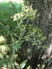 Anthriscus sylvestris