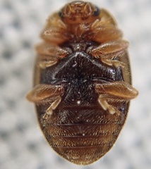 Rhyzobius chrysomeloides