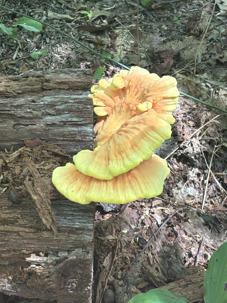 chicken of the woods · September 2026 · photo: Photo: no rights reserved · iNaturalist