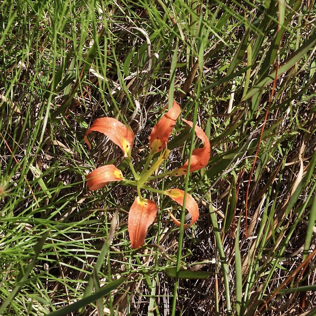 Lilium catesbaei; photograph (c) Laura Gaudette, some rights reserved (CC BY)