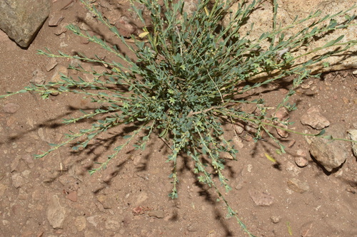 Phyllanthus polygonoides