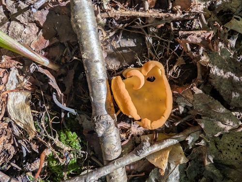 hare's ear