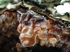 Phaeotremella frondosa