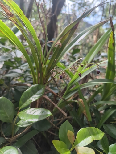 Dianella sandwicensis, photograph 2