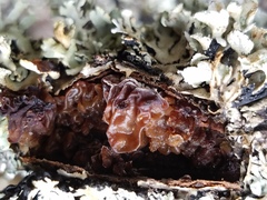 Phaeotremella frondosa