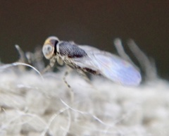 Encyrtidae