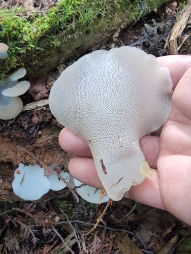 Toothed Jelly Fungus