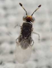 Encyrtidae