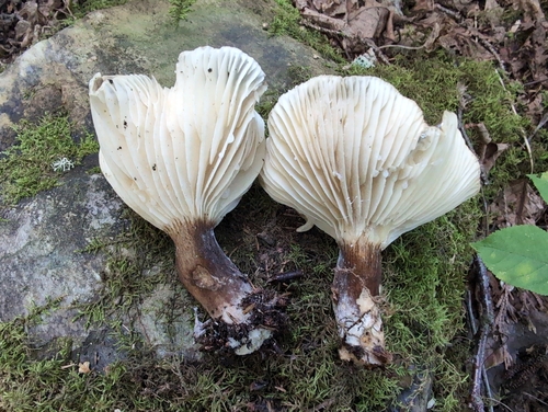 Lactifluus gerardii