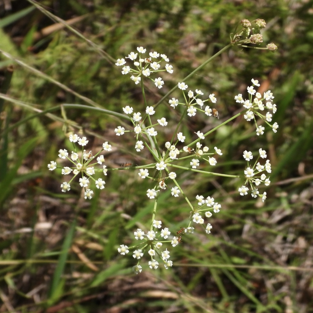 Tiedemannia filiformis; photograph (c) Laura Gaudette, some rights reserved (CC BY)
