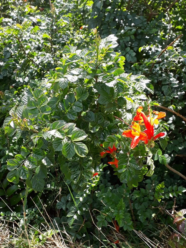 Tecomaria capensis, Paraparaumu, New Zealand