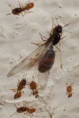 Solenopsis punctaticeps