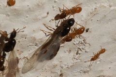 Solenopsis punctaticeps