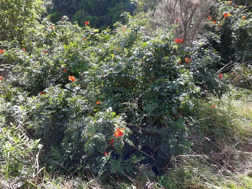 Tecomaria capensis