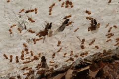 Solenopsis punctaticeps