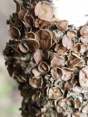 Melanohalea olivacea