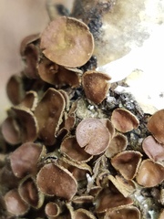 Melanohalea olivacea