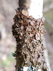 Melanohalea olivacea