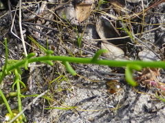 Thesium macrostachyum