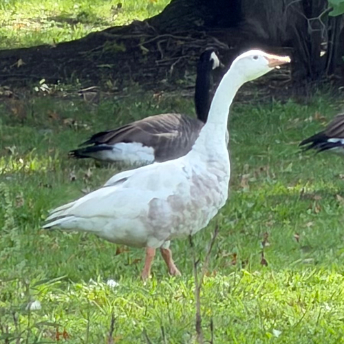 iNaturalist image