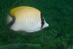 Chaetodon sedentarius