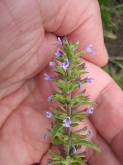 Dracocephalum thymiflorum