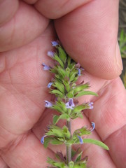 Dracocephalum thymiflorum