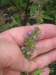 Dracocephalum thymiflorum
