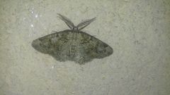 Cleorodes lichenaria