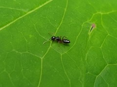 Camponotus itoi