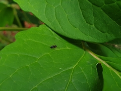 Camponotus itoi