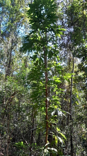 Argyrodendron actinophyllum, 2026-09-04