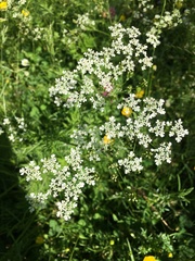 Anthriscus sylvestris