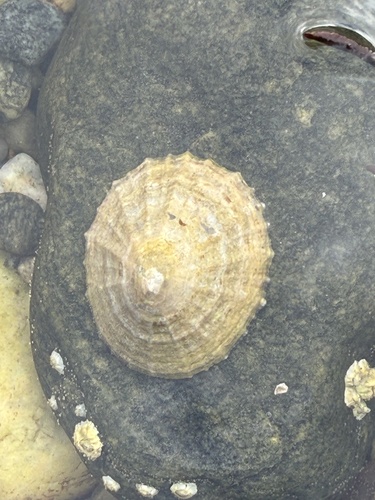 Common European Limpet