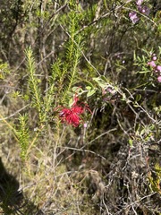 Grevillea speciosa, photograph (c) Toby Jin, some rights reserved (CC BY)