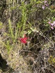 Grevillea speciosa, photograph (c) Toby Jin, some rights reserved (CC BY)