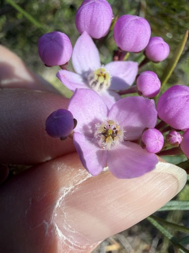 Boronia pinnata, photograph 5