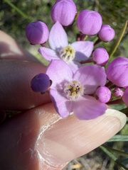 Boronia pinnata, photograph (c) Toby Jin, some rights reserved (CC BY)