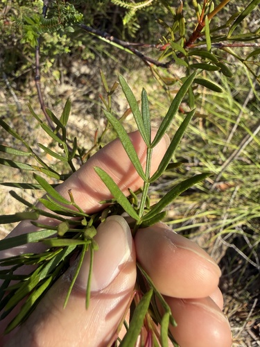 Boronia pinnata, photograph 6