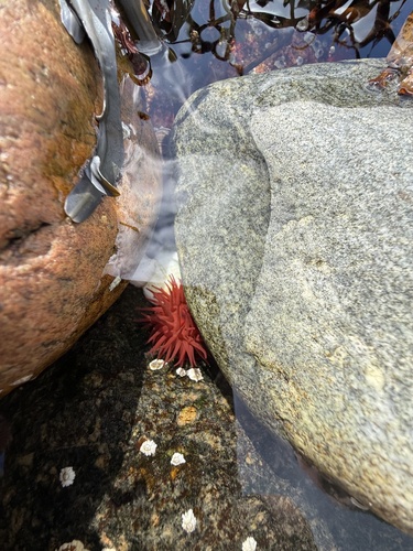 Atlantic Beadlet Anemone
