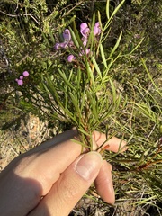 Boronia pinnata, photograph (c) Toby Jin, some rights reserved (CC BY)